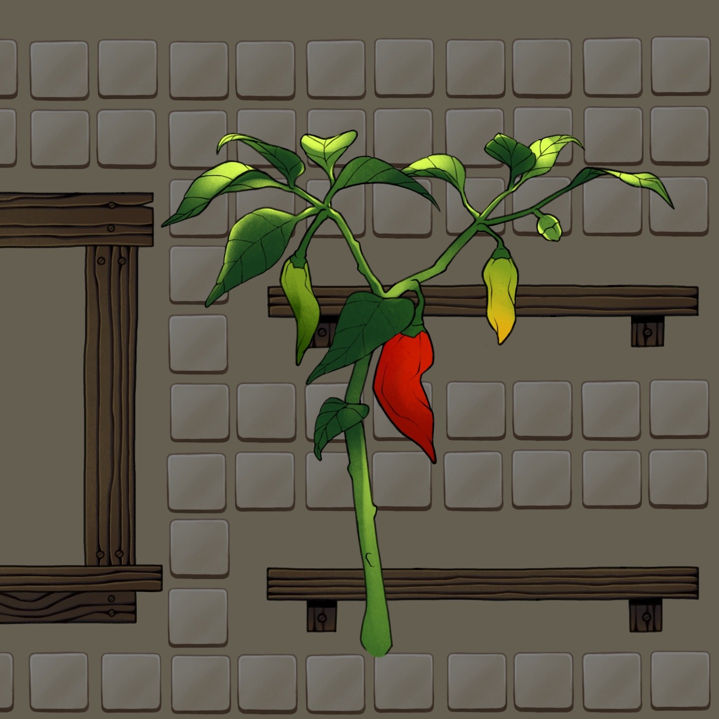 Jalapeno plant - a green leafy plant with a ripe red jalapeno pepper, a green unripe pepper and a green and yellow ripening pepper